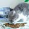 冠能猫粮幼猫猫粮离乳期全价1-12月奶猫孕猫适用营养猫咪猫粮400g 幼猫猫粮400g