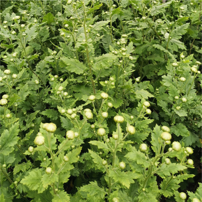 霞光牌 胎菊100克罐装高清大图