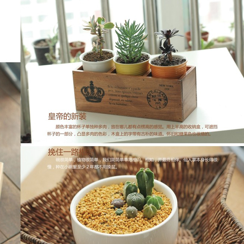[醉染正版][书正版新书多肉掌上花阿呆玩转多肉植物 二十四节气 多肉养护法 上盆配土繁殖养殖方法书 新手养花零基础养多肉高清大图