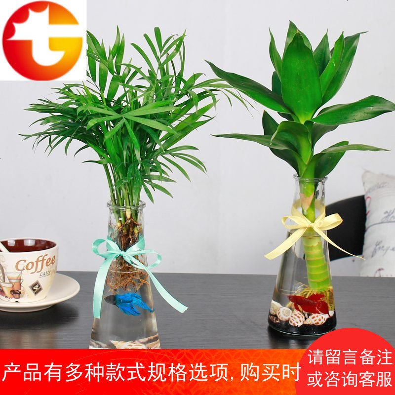 L水培植物生态瓶椰子办公室绿植富贵竹创意微景观迷你小盆栽