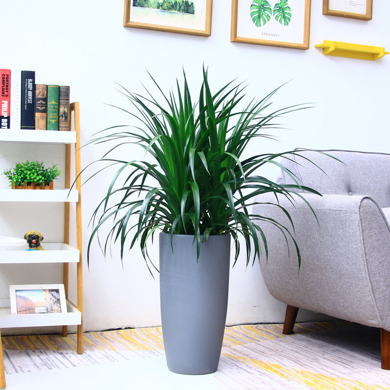 龙须树龙须铁龙须兰龙血树室内客厅大型盆栽绿植花卉净化空气 单颗50