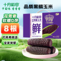 十月稻田 黑糯玉米3.2斤(200g*8根) 低脂早餐 花青素 杂粮礼盒 微波即食