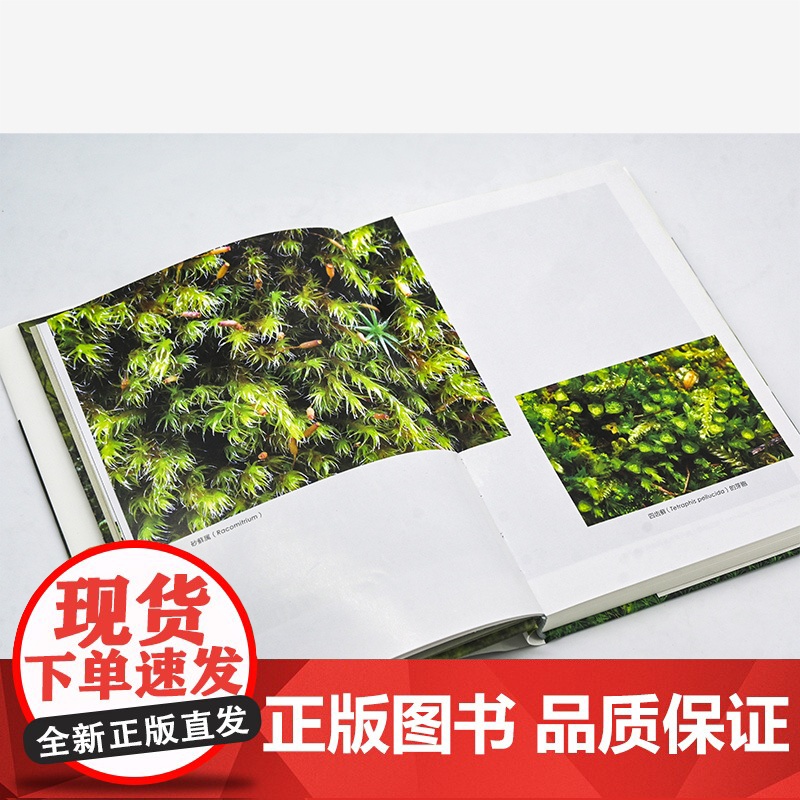 苔藓森林 基默尔 商务印书馆 自然文库 苔藓生态摄影微观陆地生态苔藓故事 博物学自然科普生物学陆生植物学苔藓知识科普书籍高清大图
