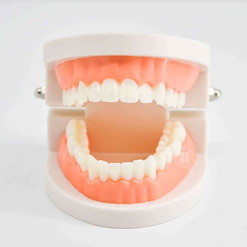牙齿模型儿童训练玩具宝宝学牙齿模型蒙氏早教教具仿真假牙模具