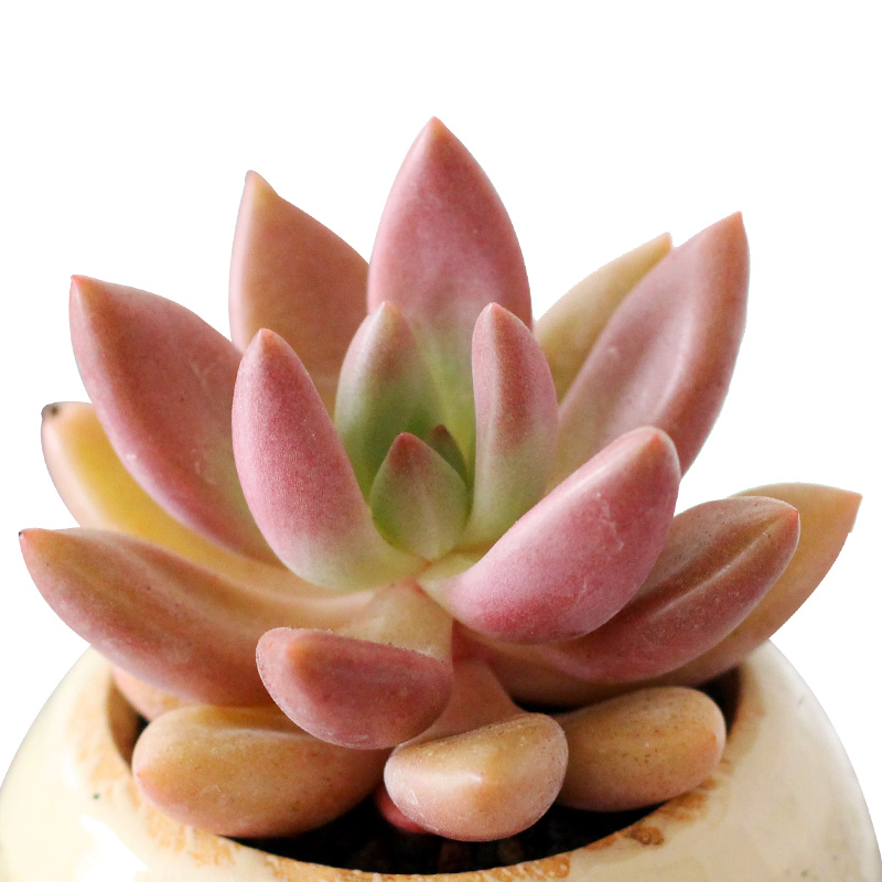 津沽园艺 Jinguyuanyi 微景观津沽园艺创意迷物多肉植物桃花源懒人绿植桌面懒人绿植桌面迷你绿植耐旱好养单株苗不含盆土