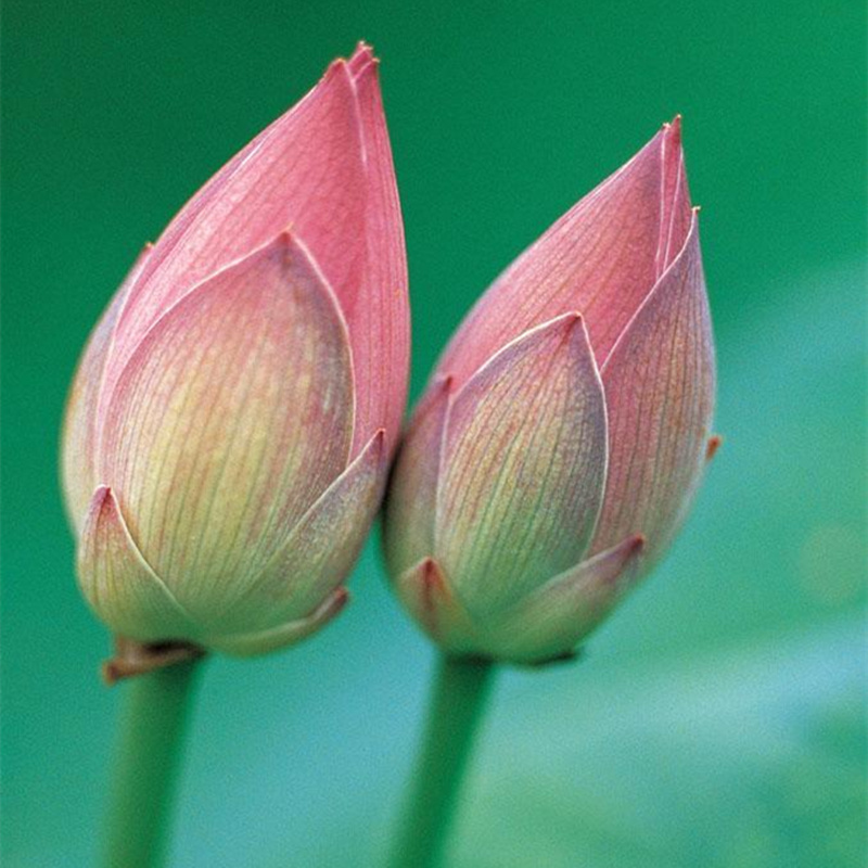 新鲜荷花可食用莲花真鲜花新鲜荷花莲蓬新鲜荷花花苞新鲜荷花报价