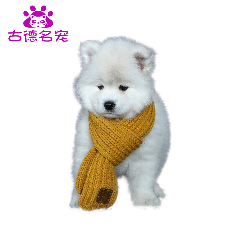 豆乐奇 Douleqi 狗狗纯种萨摩耶幼犬微笑天使狼版萨摩耶雪橇犬白色中大型宠物狗狗活体纯种萨摩耶幼犬活体赛级微笑天使宠物狗狗幼犬双血统萨摩犬 活体狗 价格图片品牌报价 苏宁易购古德名宠专营店