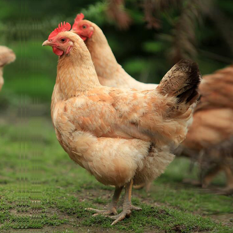 900天老母鸡1只253斤3年老母鸡深山农场农家散养23年老母鸡土鸡月子鸡