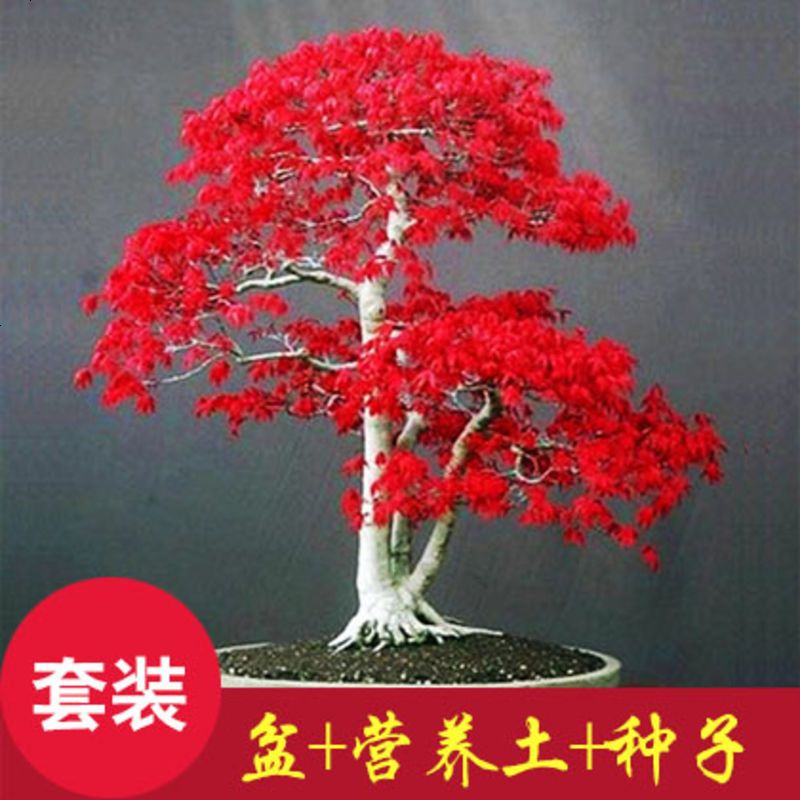进口红枫种子 四季枫叶红庭院观叶植物林木种子 室内花卉盆栽种子