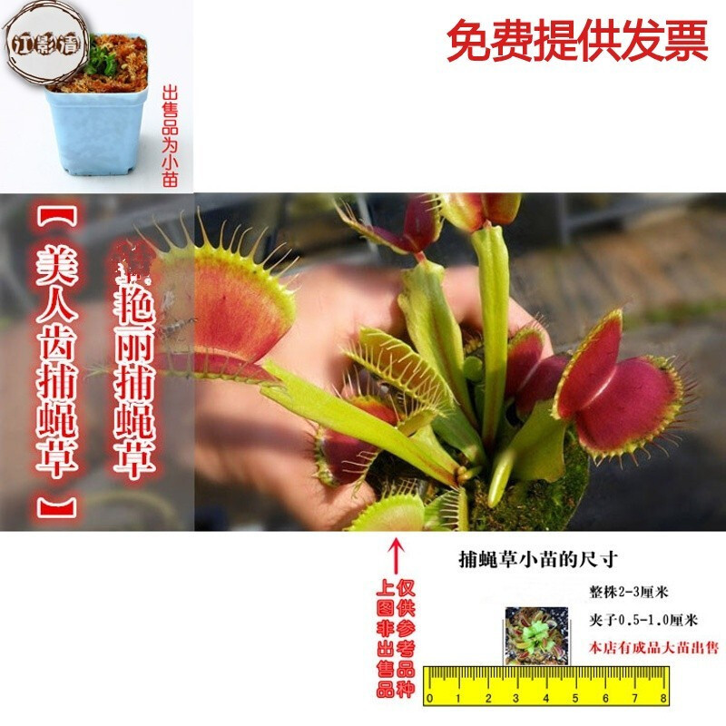 萧以墨鲜花绿植捕虫草苗食肉植物多种捕蝇草苗盆栽食虫植物盆栽办公室趣味盆栽 价格图片品牌报价 苏宁易购斯亚特家居专营店