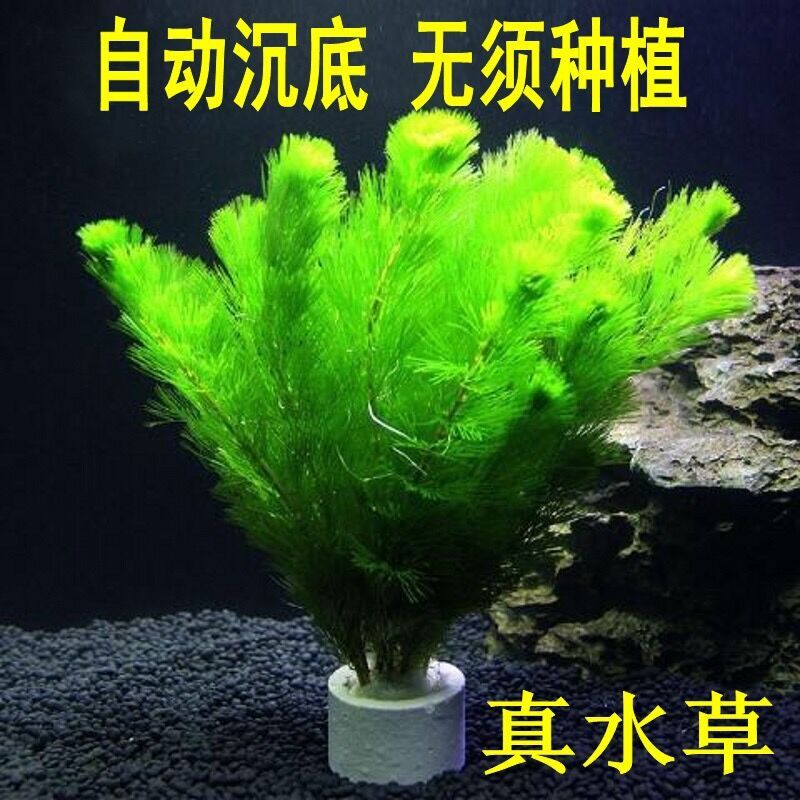 蜈蚣草懒人水草金鱼藻热带鱼缸造景虾缸草缸懒人草易养活增氧 固定瓷环2个(不含水草)
