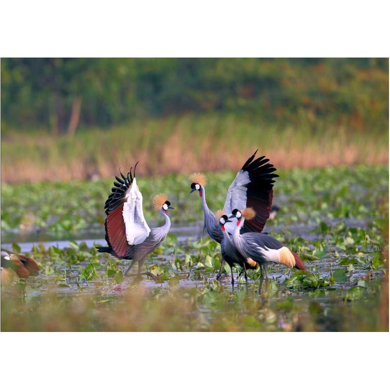 正版新书]天下祥鹤桑新华9787520526746高清大图