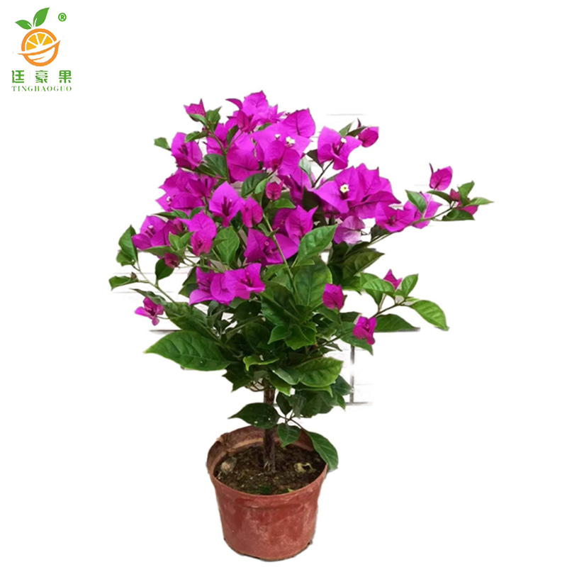 廷豪果 三角梅盆栽 冠幅80cm /株高清大图