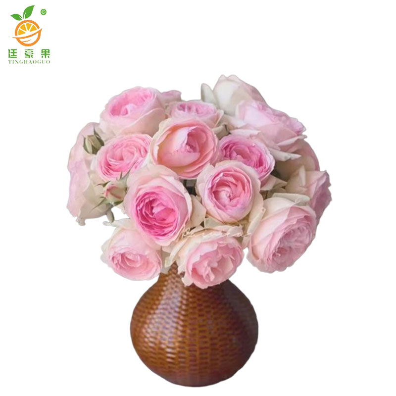 廷豪果 粉龙沙 4-6枝 /盆高清大图