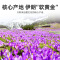 3g铁盒装 特级藏红花 礼盒装伊朗藏红花长丝番红花官方旗舰店