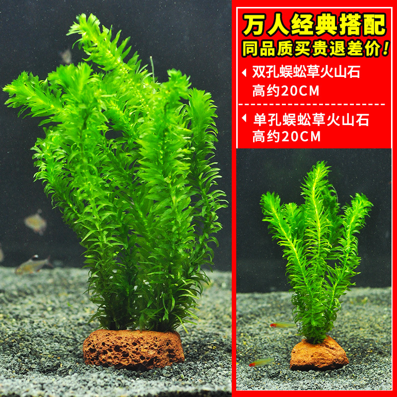 绿菊水草植物鱼缸造景真草水草缸净化造氧懒人套餐阴性蜈蚣草定植