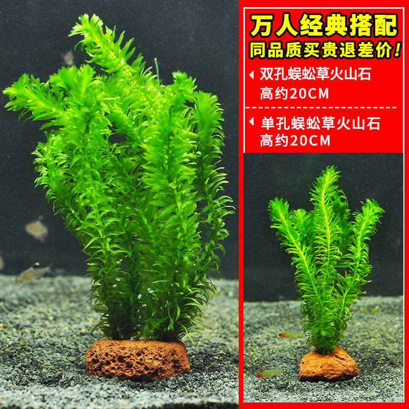 绿菊水草植物鱼缸造景真草水草缸净化造氧懒人套餐阴性蜈蚣草定植图片