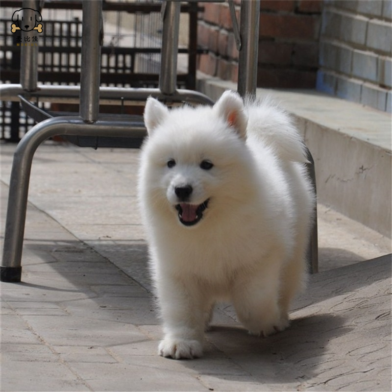 麦比佳 萨摩耶犬幼犬 萨摩耶犬狗狗活体纯种血统中大型雪橇犬萨摩大骨架熊版澳版微笑天使纯白色萨摩耶宠物狗狗高清大图