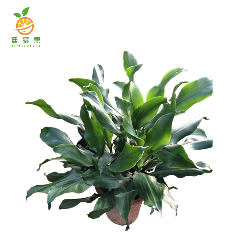 廷豪果 时来运转盆栽 1.2米高 /棵高清大图