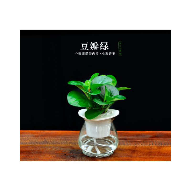 室内办公室内绿植盆栽花卉豆瓣绿水培带盆植物