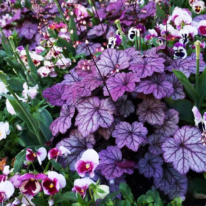 [大苗]矾根植物盆栽多色观叶大小套餐冬季耐寒阳台庭院