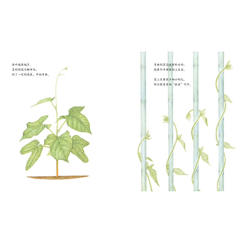 正版新书]牵牛花荒井真纪9787513319485高清大图