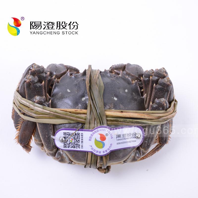 YGW 阳澄股份钳鲜生阳澄湖大闸蟹2988(至尊礼盒)