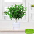 清香胡椒木盆栽花卉室内外驱蚊草植物树苗老桩盆景九里香绿植客厅 3年清香驱蚊壮苗【树脂横纹盆】送营养肥 默认