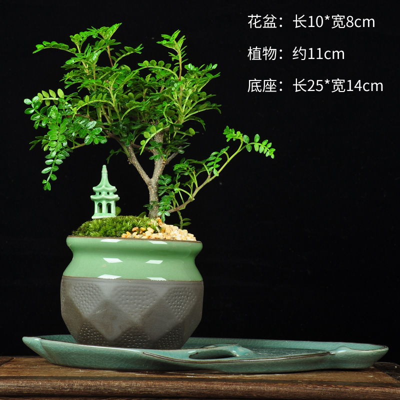 回固室内好养花卉清香木屋内绿植盆栽苗四季常青盆景客厅花驱蚊植物乡塔诗意清香型 底托带盆栽好图片 高清实拍大图 苏宁易购