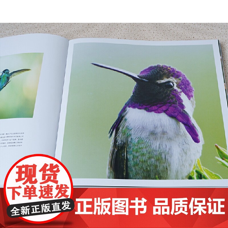 [正版书籍]鸟类星球:摄影之旅自然摄影大师蒂姆·拉曼 近30年重磅作品完整收录 每张画面都是我们更爱这个世界的理由高清大图