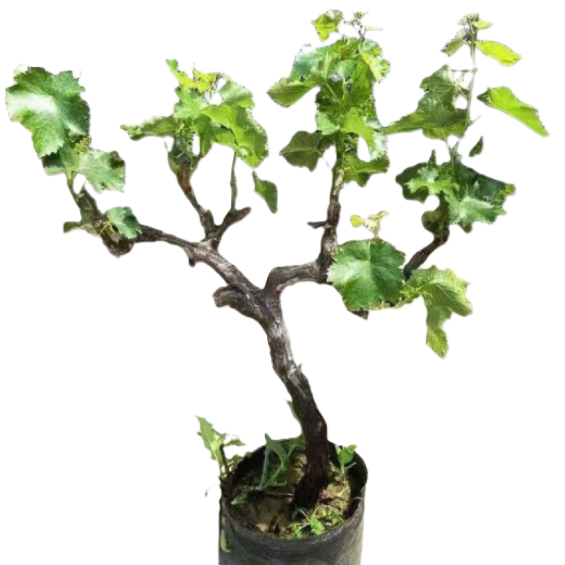 御恒泰 葡萄树 飓风无核白3-5年 棵高清大图