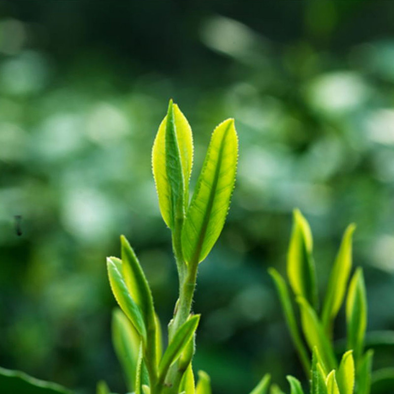 金碗钉-G30 特级100g*1 单罐装龙井茶茶叶茗茶(盒)