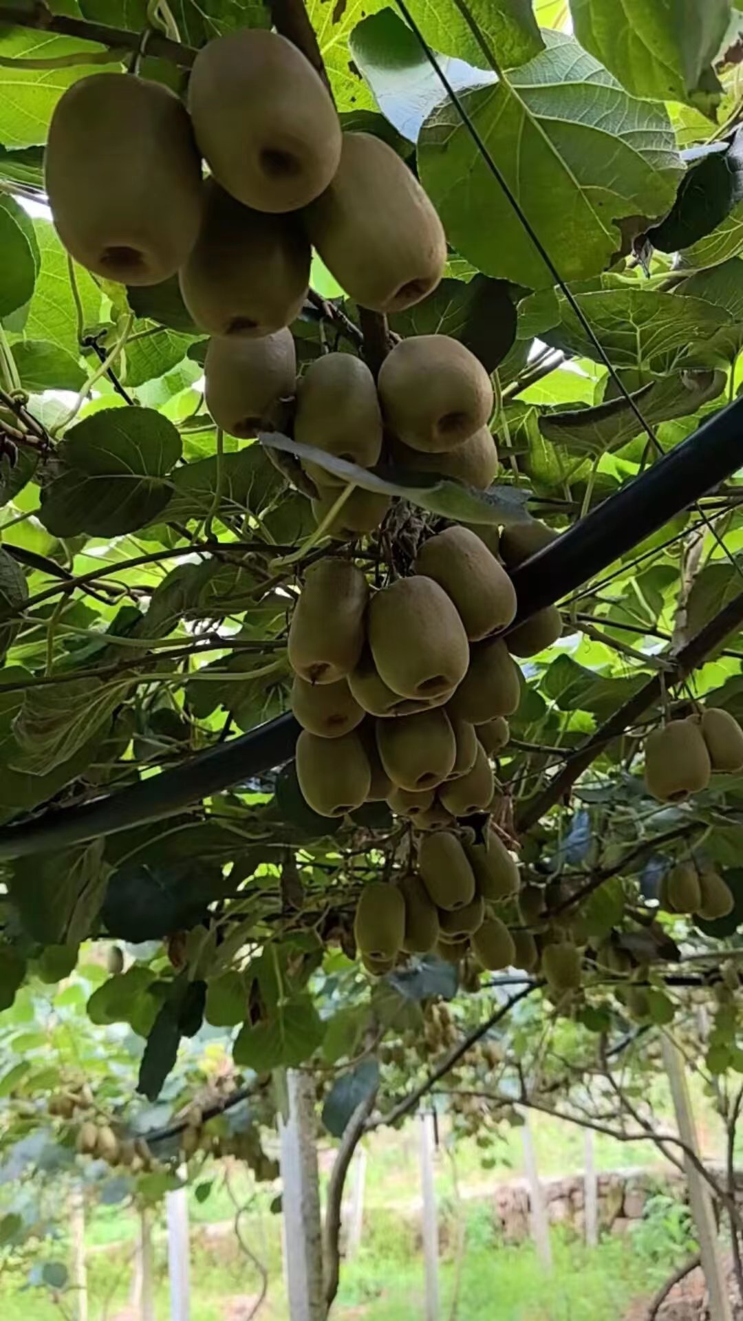 湘西红心富硒猕猴桃一件带箱(40个)高清大图