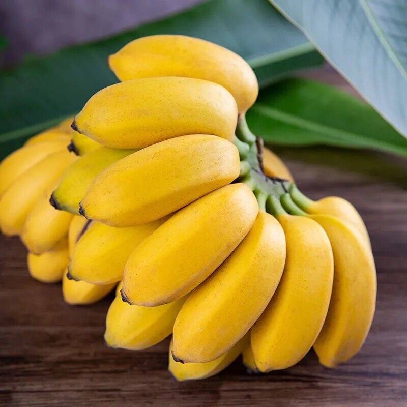 【西沛生鲜】西贡香蕉 净重5斤 箱装 新鲜当季水果 香甜软糯 孕妇宝宝辅食