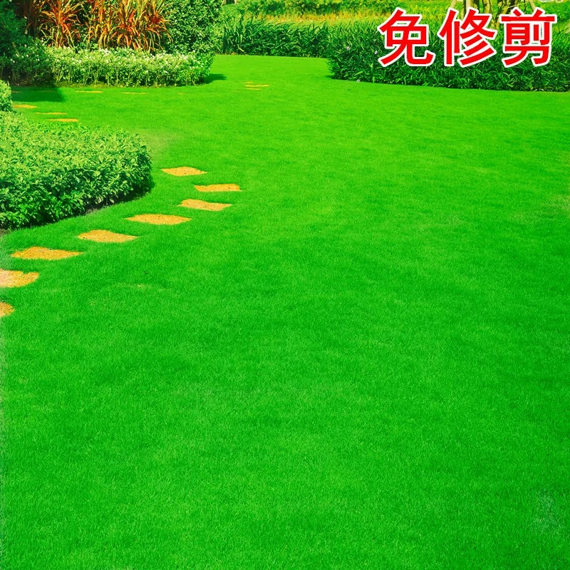 诚智旺 地毯草草籽 净籽/千克高清大图