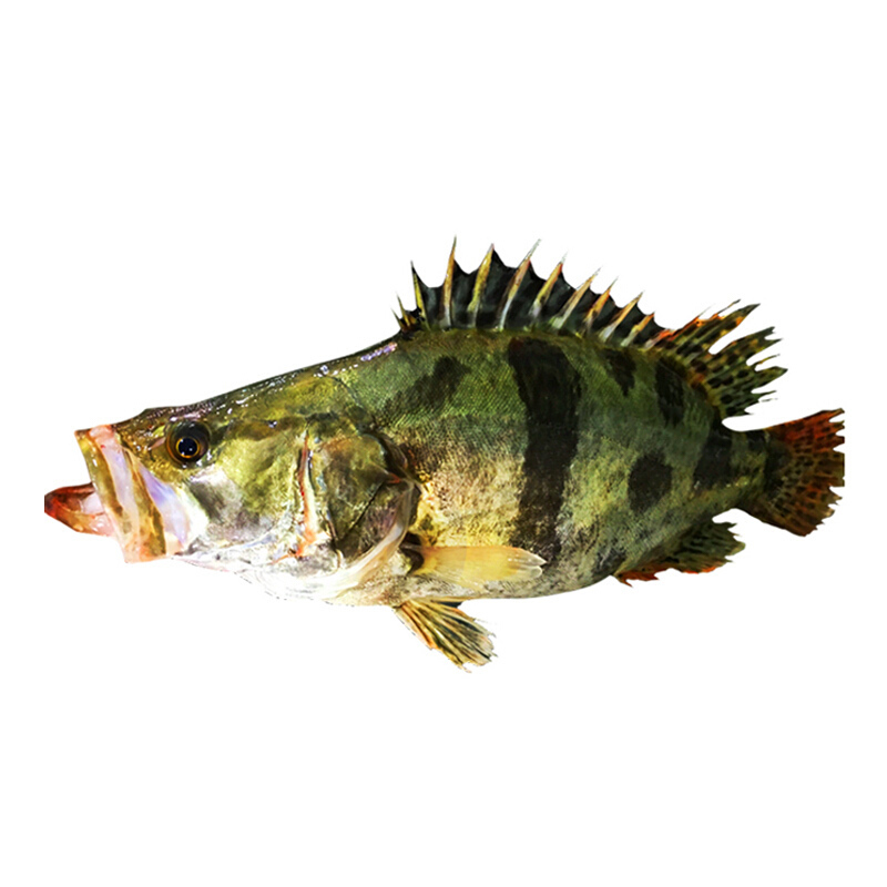 xj桂鱼500g1条新鲜鳜鱼贵鱼海鲜水产桂花鱼生鲜可开发票