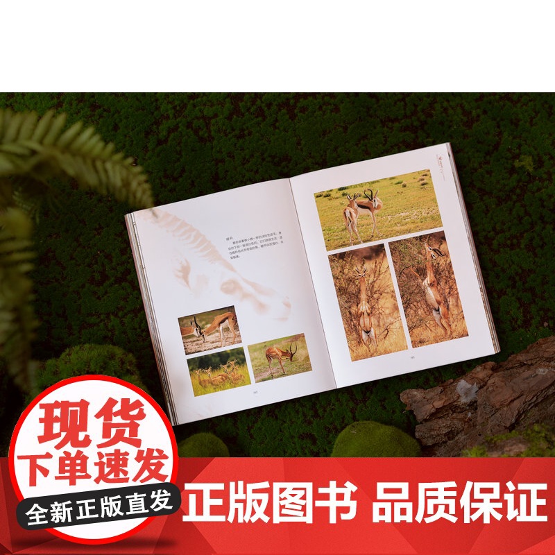 哇,狂野非洲! 陈远明/著 非洲 旅游 摄影 广西师范大学出版社高清大图