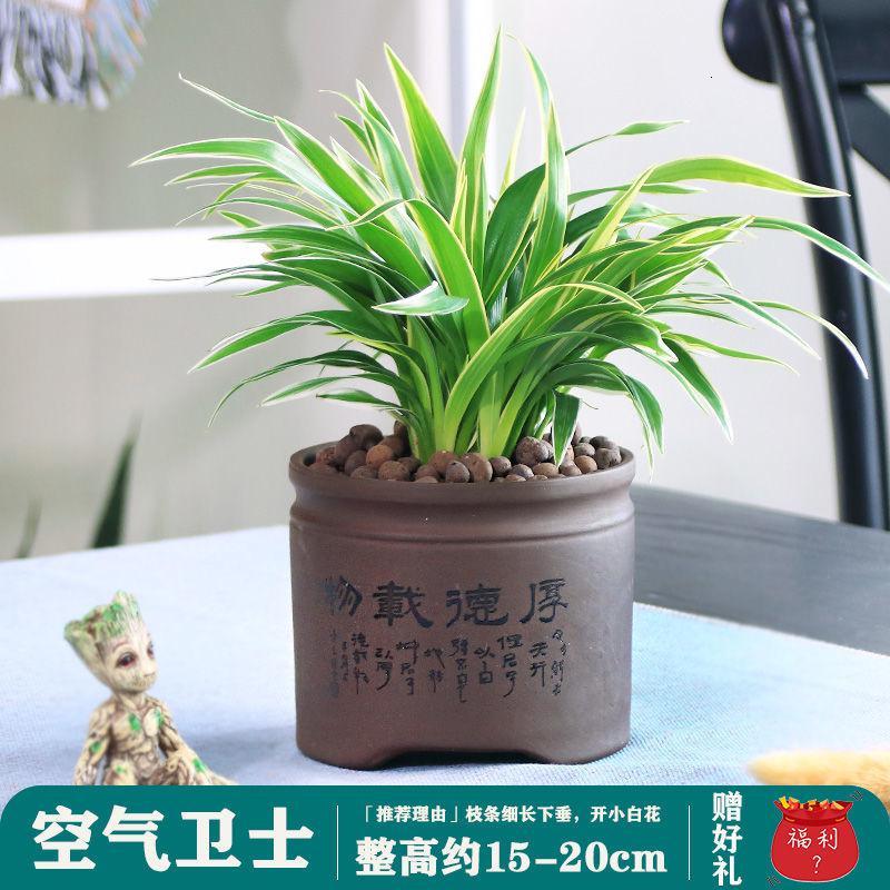 悦芳华园艺用品悦芳华金边吊兰盆栽植物垂吊室内水培植物水养绿萝发财树绿植花卉小盆栽 价格图片品牌报价 苏宁易购芸竹家居专营店