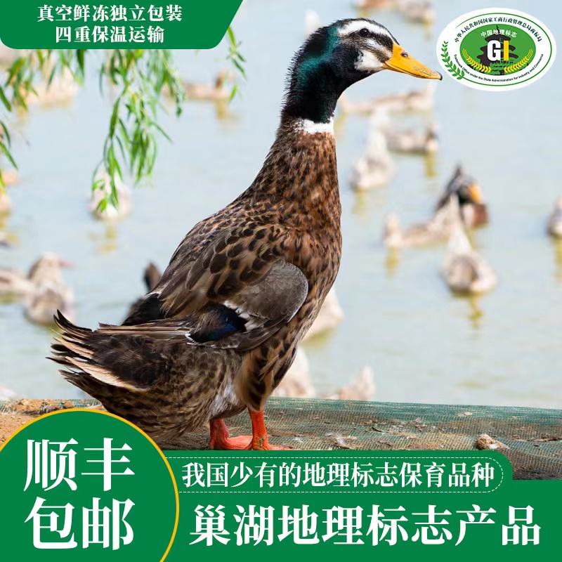 蛋鲜森巢湖正宗散养仔麻鸭1只2斤装 红烧专用新鲜宰杀急冻保鲜整鸭净膛