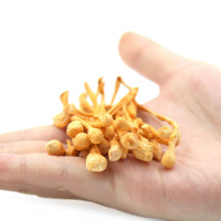 虫花干货 虫花孢子头蛹虫 北金虫正品250g*2袋