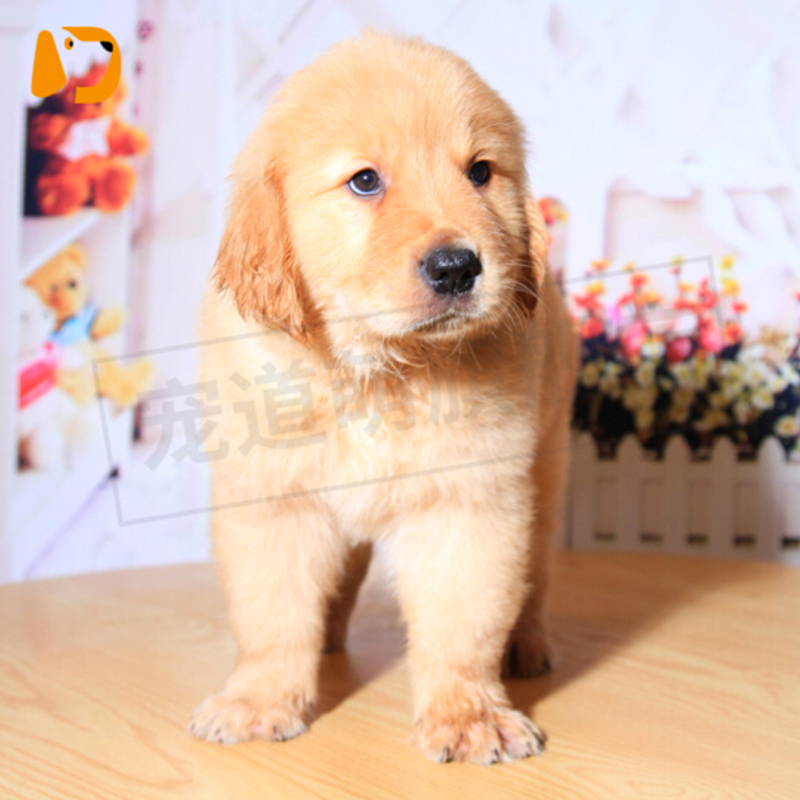 宠太萌 宠物狗活体幼犬 金毛活体 幼犬 金毛犬 全国发货 三个月宠物金毛狗狗 金毛血统ss级 公