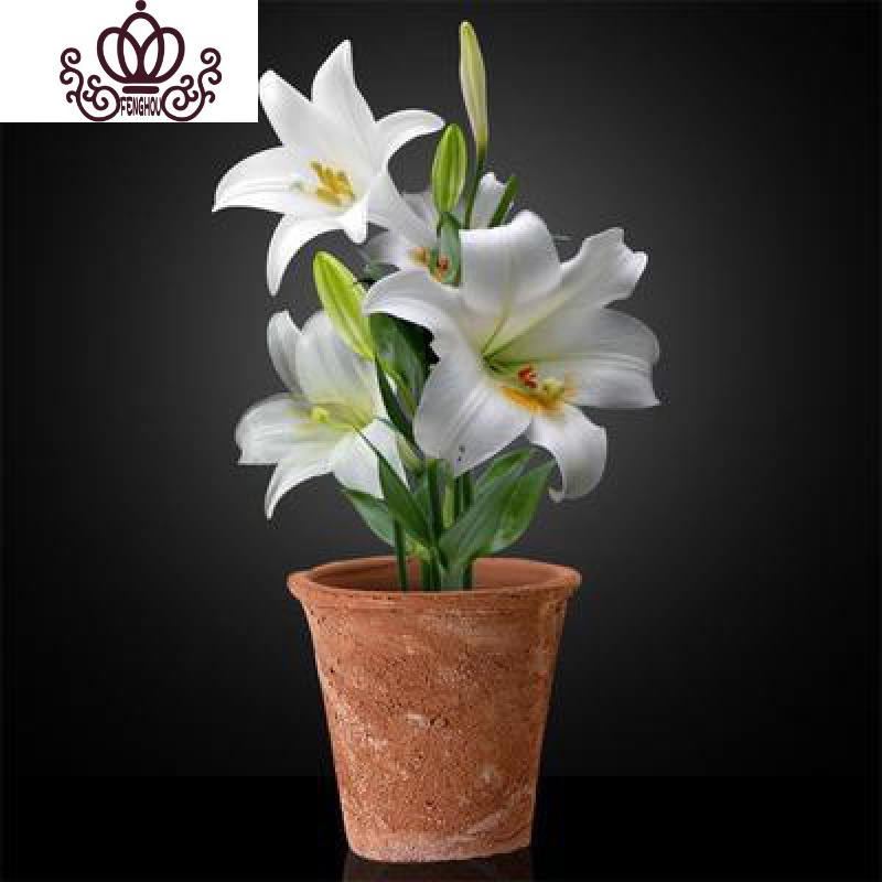 封后 Fenghou 园艺用品封后带芽香水百合花盆栽带花苞室内外花卉风信子水仙花苗四季种易活 A14娇妻 送盆土生根肥 含盆 价格图片品牌报价 苏宁易购战狼家居专营店