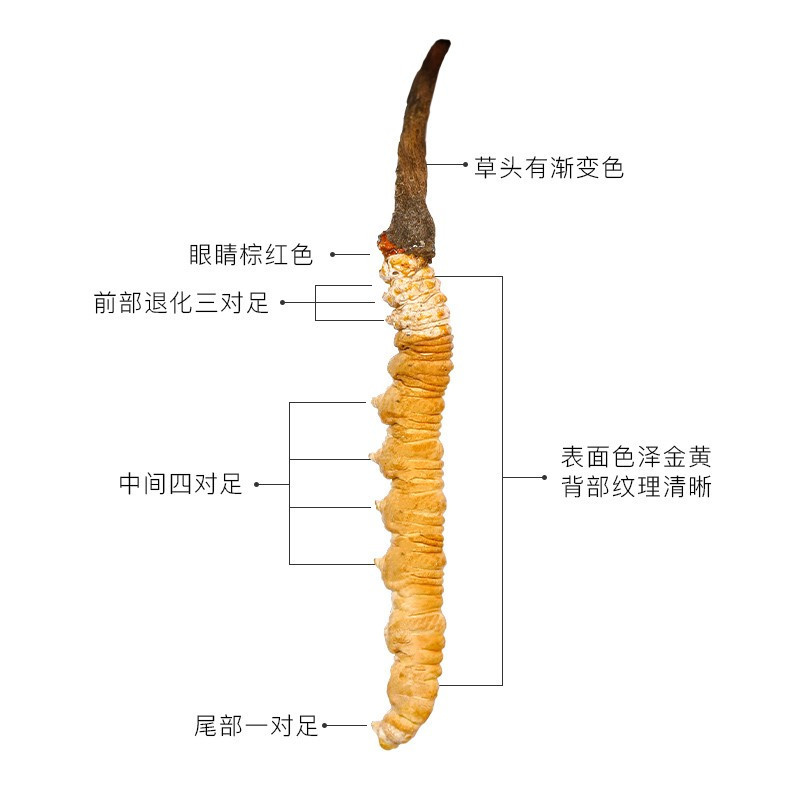 阿依舍 冬虫夏草虫草正品冬虫草王 3条/g 50克 150条干货黄金实木礼盒装