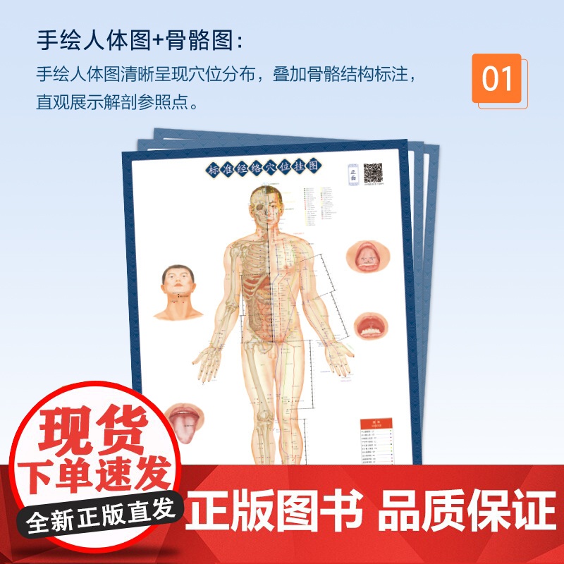 标准经络穴位挂图高清大图