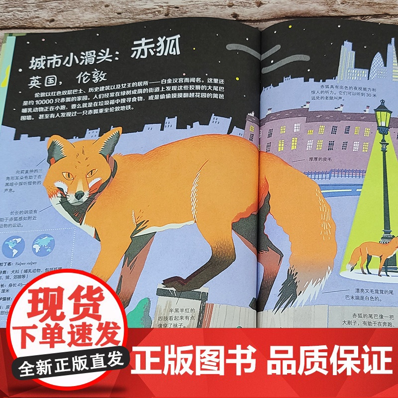 城市里的野生动物朋友:夜行者高清大图