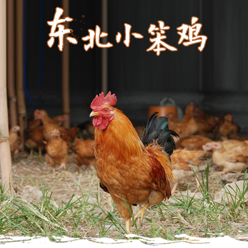 东北小笨鸡肉禽鸡农家自养土鸡 高营养更新鲜
