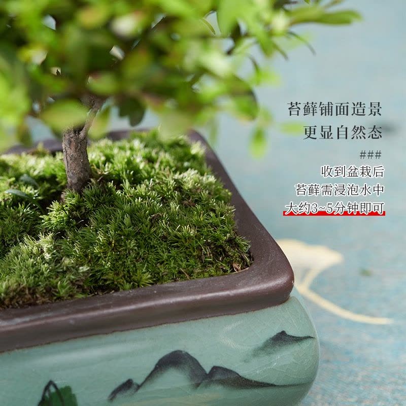 小叶赤楠盆景摆件图片
