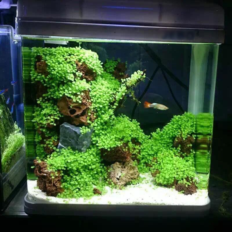 水种子鱼缸水族箱水种子鱼缸造景坪水种子迷你对叶种子高清大图