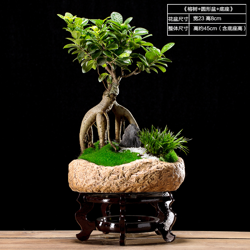 乐逸仕 Leyishi 园艺用品室内文竹盆栽盆景花卉摆件四季常青植物 榕树 圆形陶瓷盆 底座 价格图片品牌报价 苏宁易购七日爱家居专营店