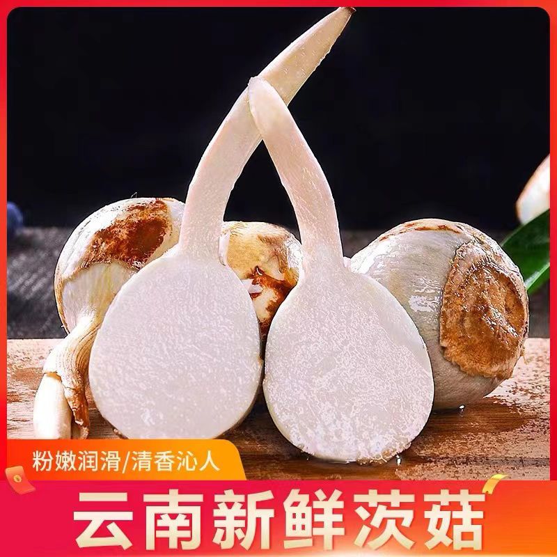 赛卡伊 蓝茨菰新鲜现挖大号茨菇荸荠新鲜蔬菜马蹄茨菇慈菇批发 中茨菇*3斤